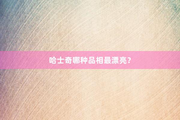 哈士奇哪种品相最漂亮?